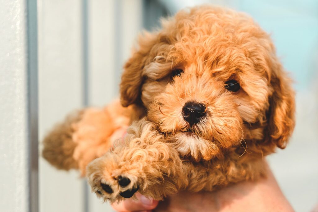 Puppy laying down