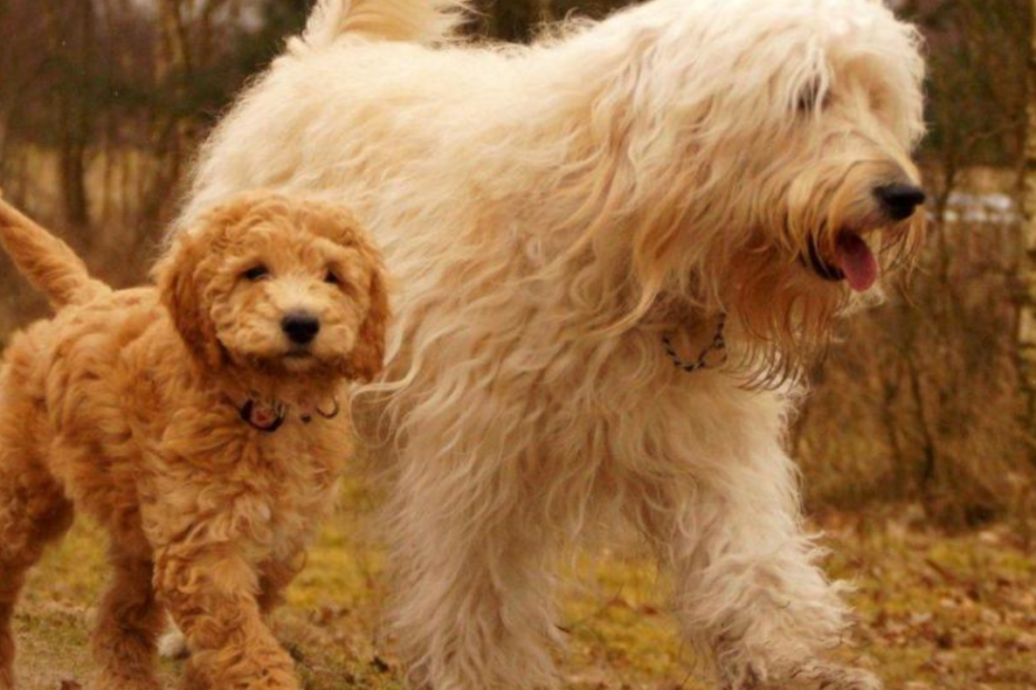 Different Breeds of Poodles