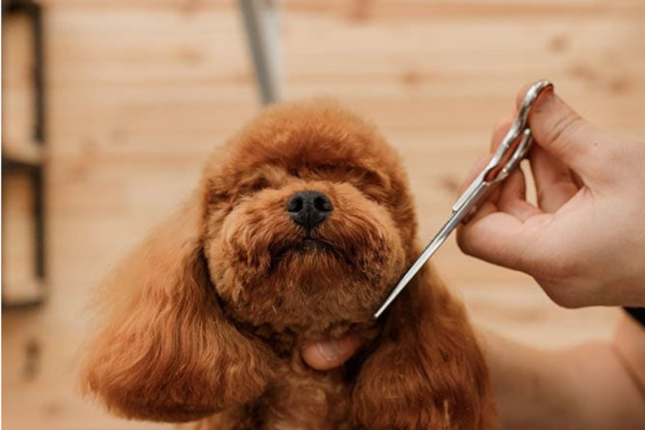 Dog Being Groomed