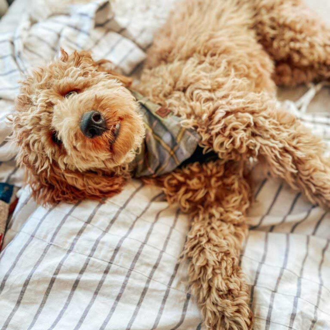 13 Things You Should Know About the Toy Poodle - Your Dog Advisor