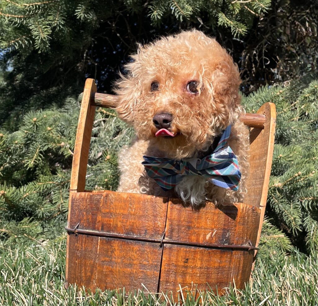 Charlie in a Bucket