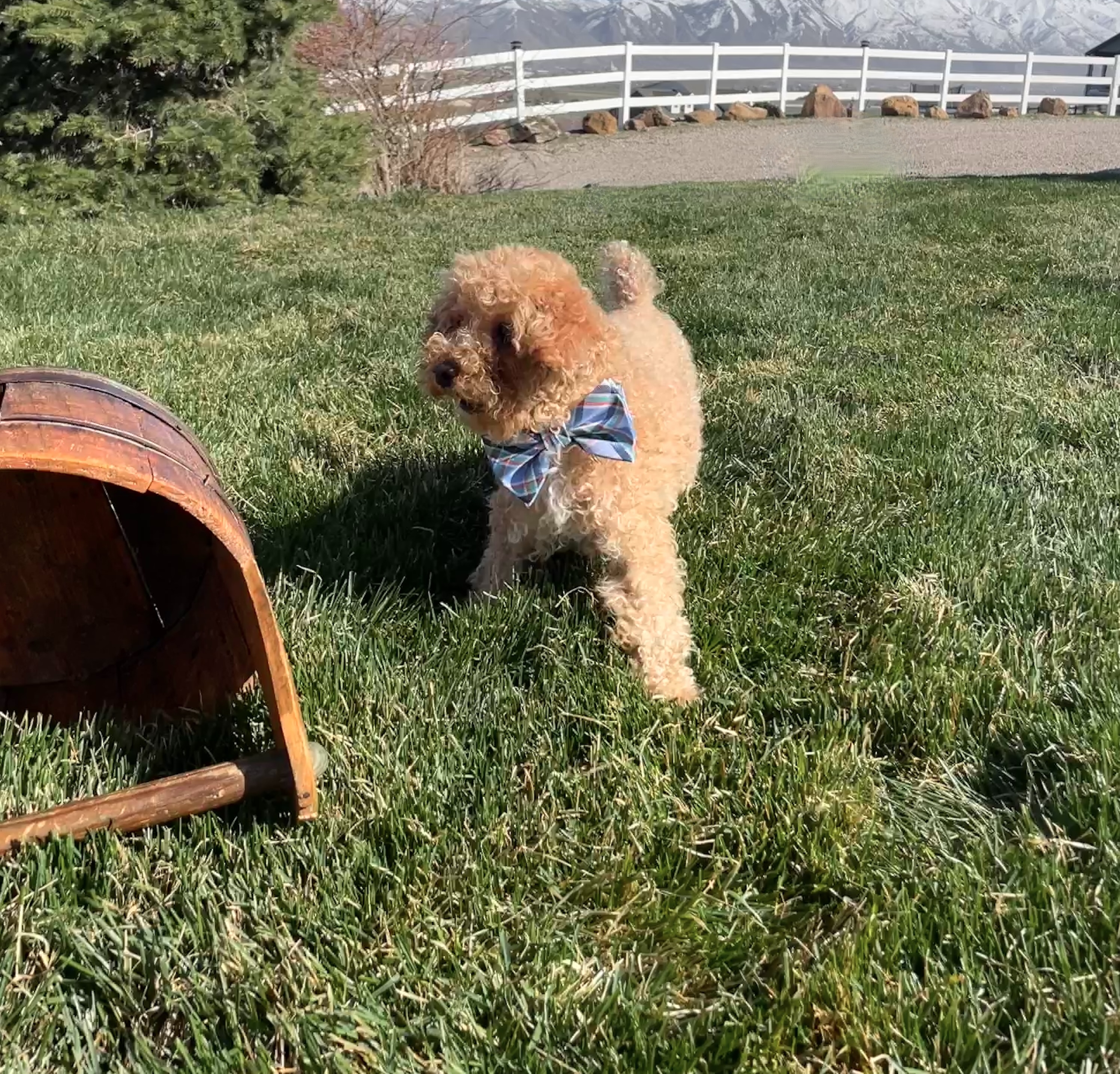 Charlie Brown about to Kill a Bucket